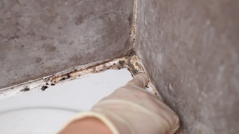 Best Emergency Mold Remediation  in The Hills, NJ